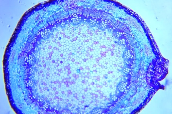 Challenge Image