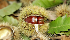 Challenge Image