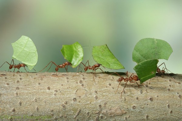 Challenge Image