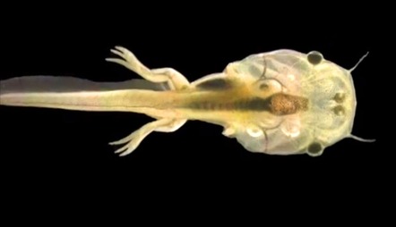 Challenge Image