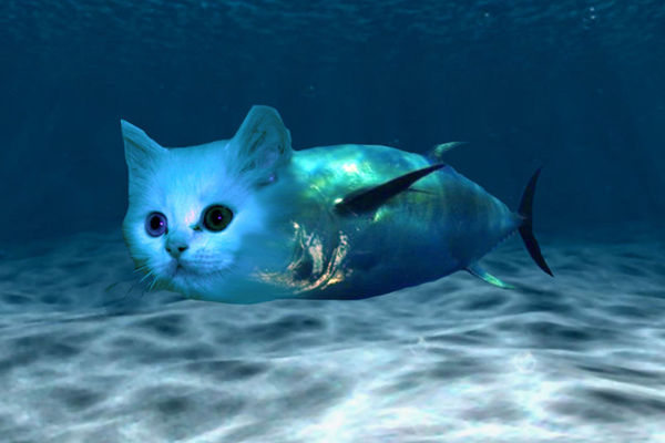 Challenge Image