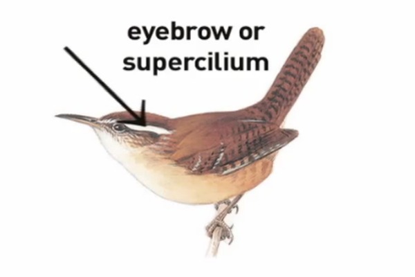 Challenge Image